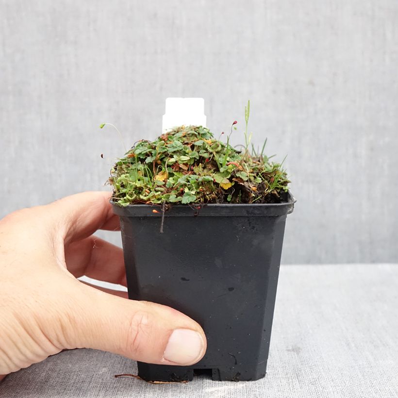 Erodium variabile Album - Storksbill 8/9 cm pot sample as delivered in autumn