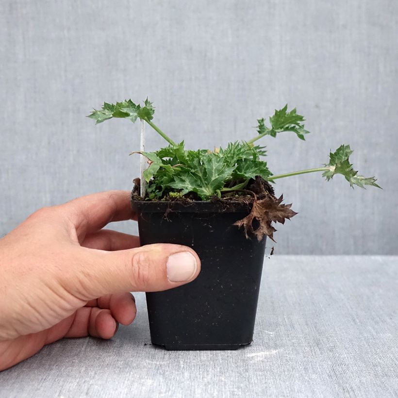 Eryngium Lapis Blue - Panicaut maritime 8/9 cm pot sample as delivered in autumn