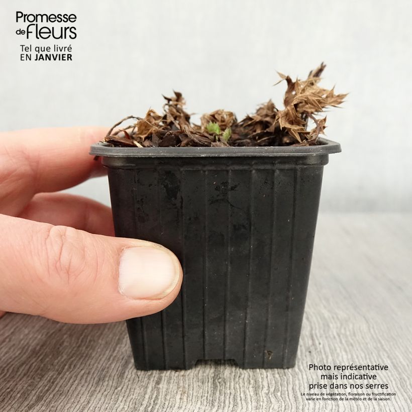 Eryngium Lapis Blue - Panicaut maritime 8/9 cm pot sample as delivered in winter