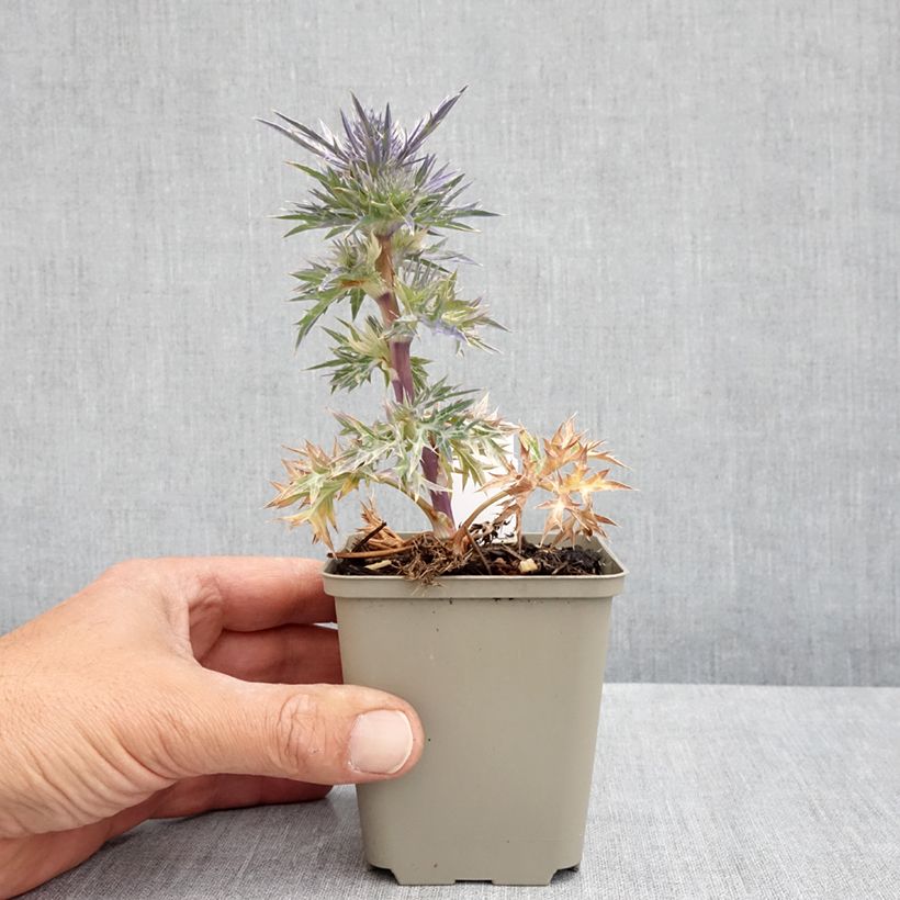 Eryngium Lapis Blue - Panicaut maritime 8/9 cm pot sample as delivered in spring
