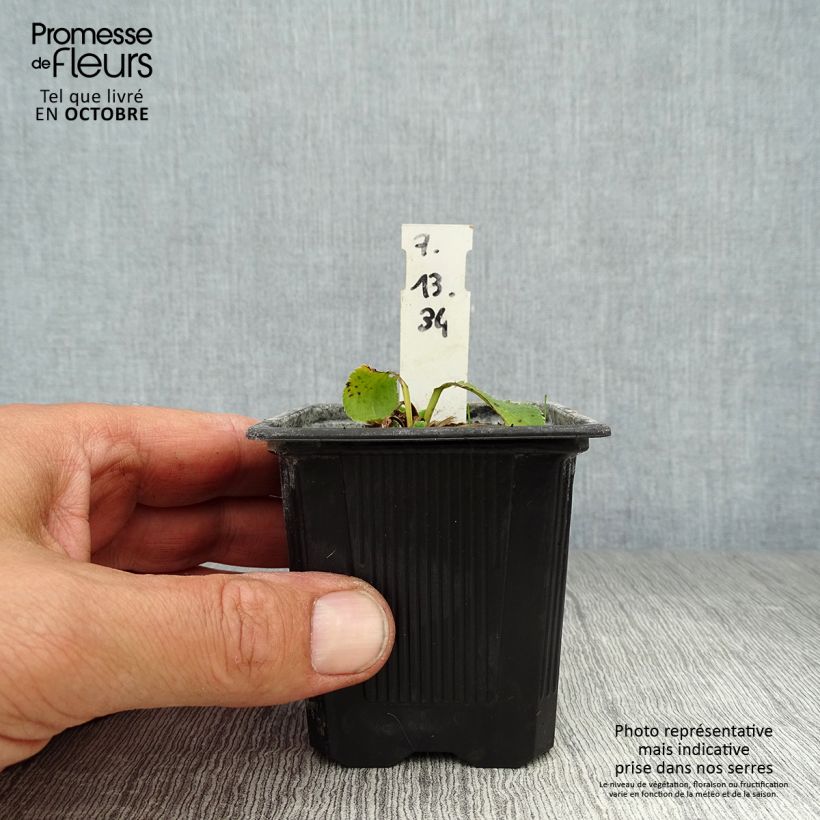 Eryngium planum Blue Hobbit 8/9 cm pot sample as delivered in autumn