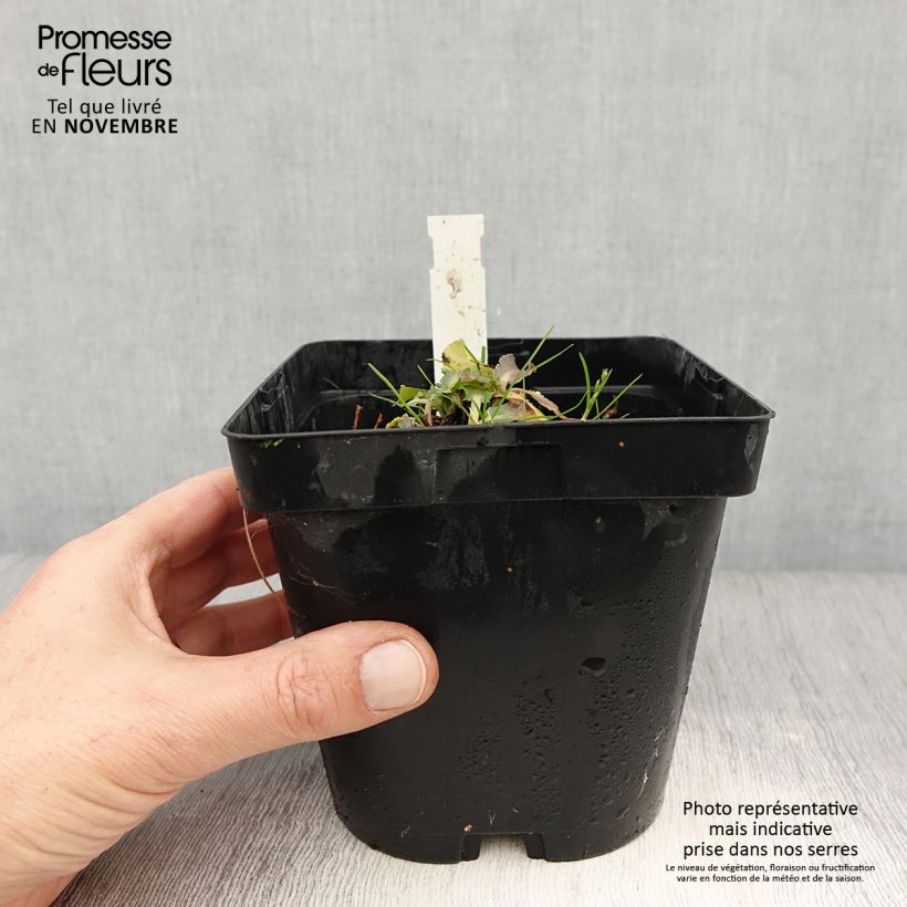 Eryngium planum Blue Hobbit 2L/3L pot sample as delivered in autumn