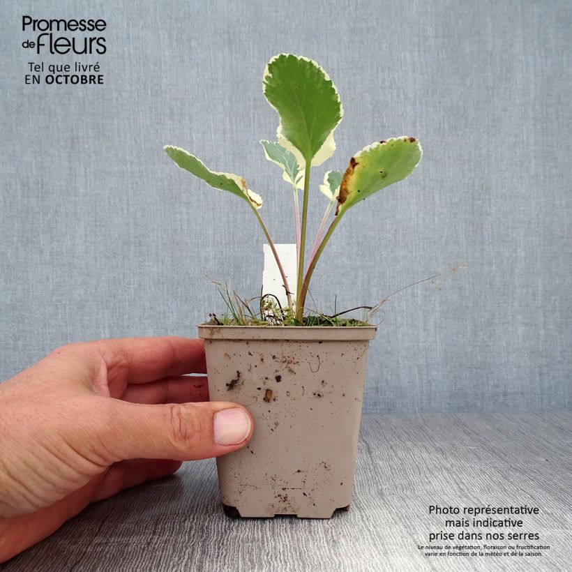 Eryngium planum Jade Frost 8/9 cm pot sample as delivered in autumn