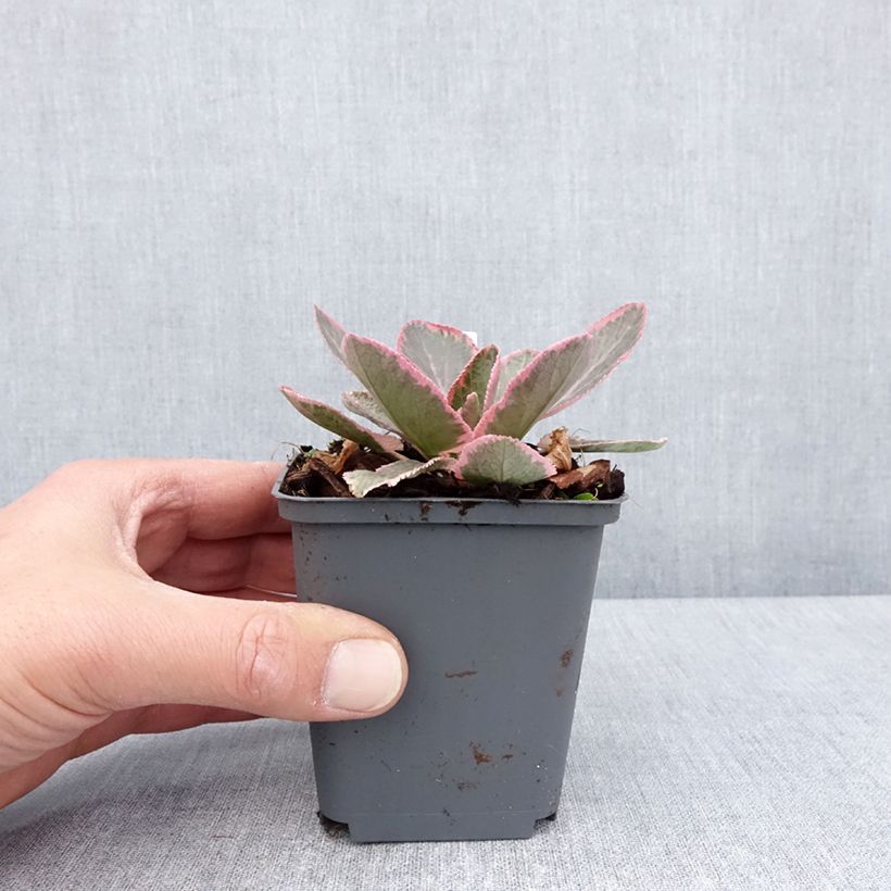 Eryngium planum Jade Frost 8/9 cm pot sample as delivered in spring