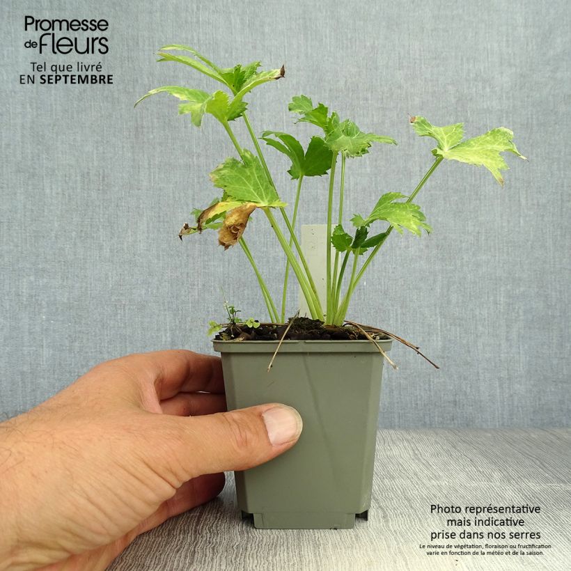Eryngium planum Neptunes Gold 8/9 cm pot sample as delivered in autumn