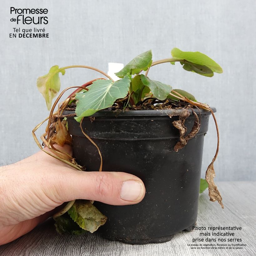 Eryngium planum 2L/3L pot sample as delivered in autumn