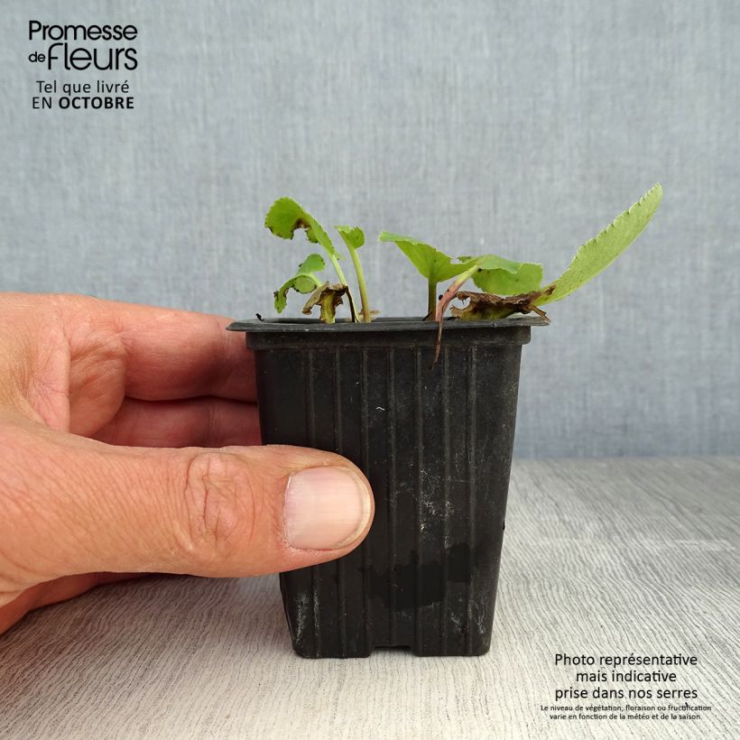 Eryngium planum 7/8 cm pot sample as delivered in autumn