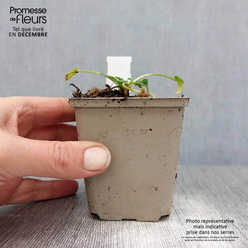 Eryngium tripartitum 8/9 cm pot sample as delivered in winter