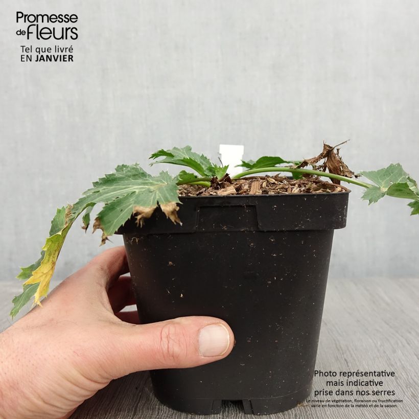 Eryngium zabelii Big Blue 2L/3L pot sample as delivered in winter