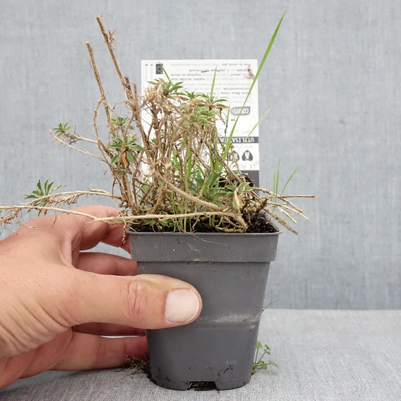 Erysimum Jubilee Gold - Wallflower 8/9 cm pot sample as delivered in autumn