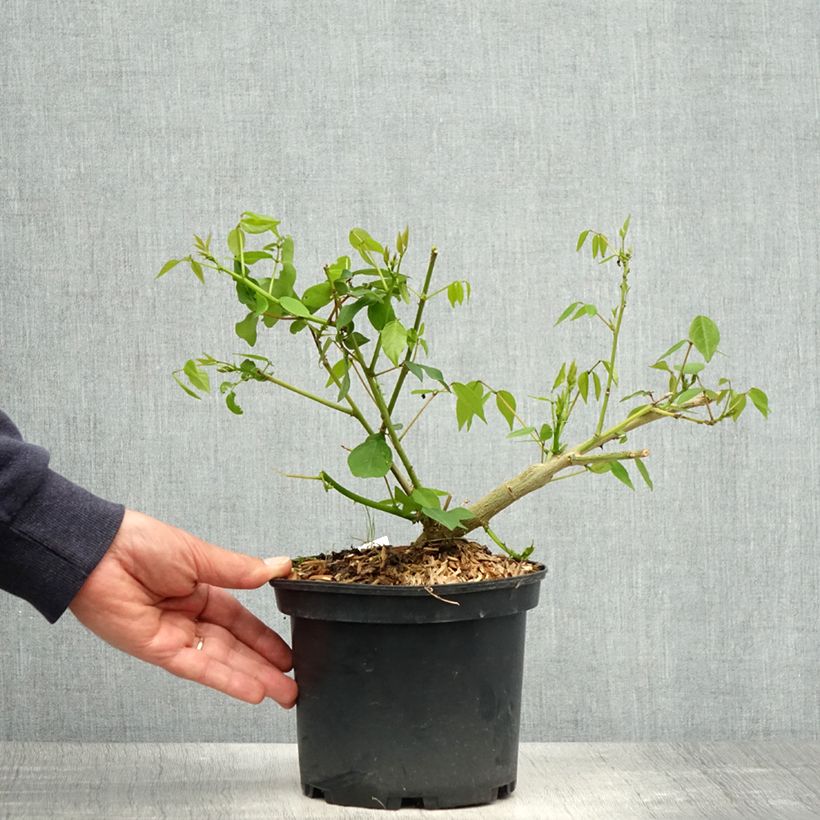 Erythrina Amélie Jeckert 3L/4L pot sample as delivered in spring