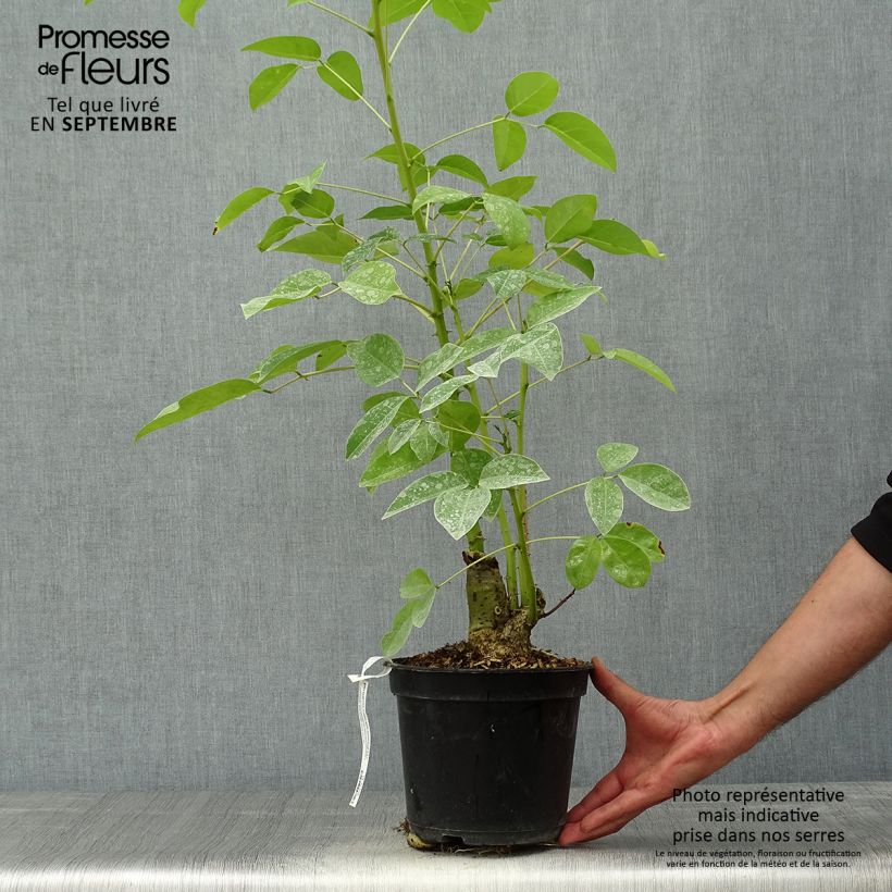 Erythrina crista-galli Compacta - Cockspur Coral Tree 2L/3L pot sample as delivered in autumn