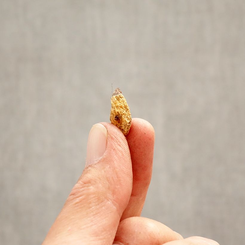 Erythronium dens-canis Lilac Wonder Bulb size I sample as delivered in spring