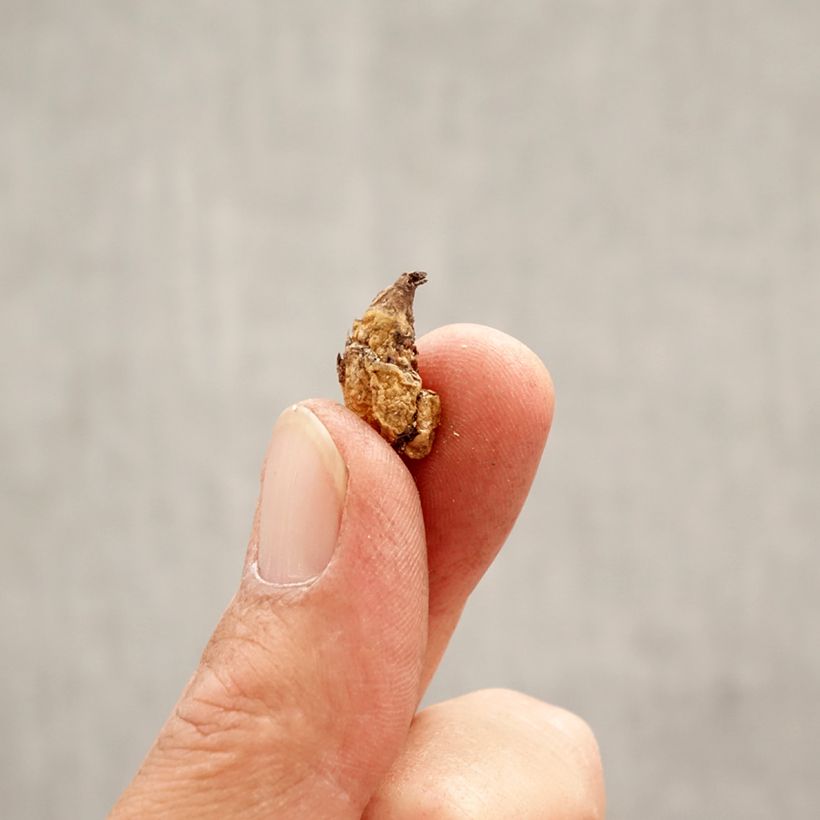 Erythronium dens-canis Purple King Bulb size I sample as delivered in spring