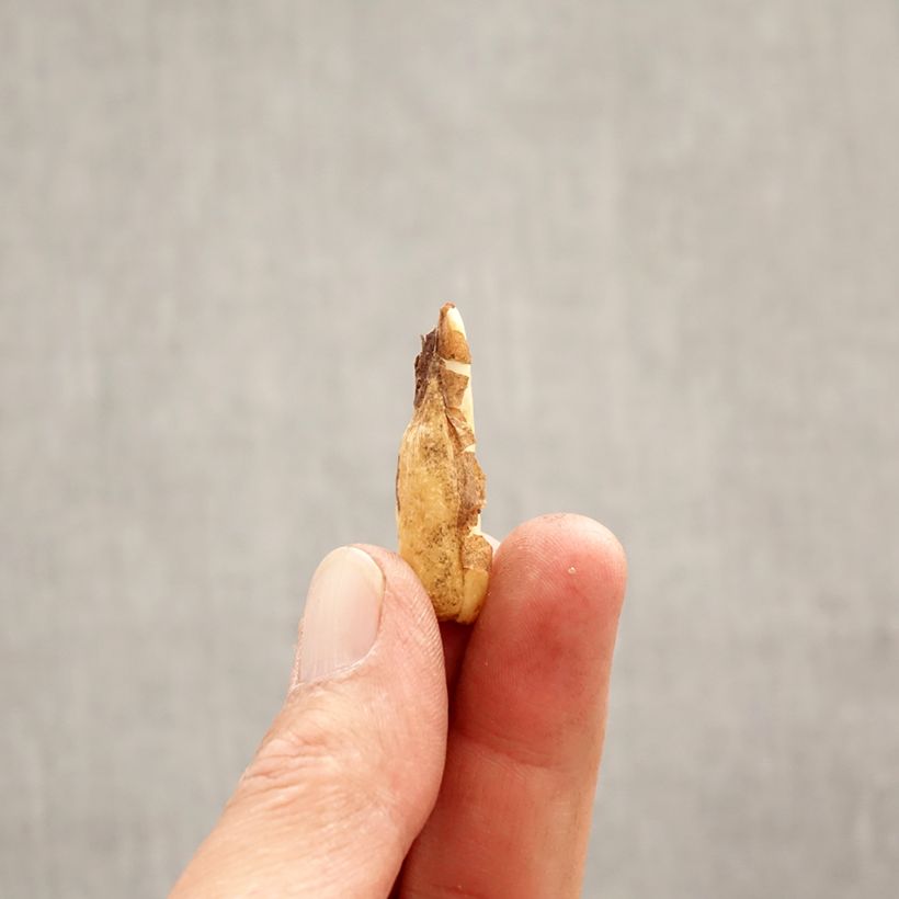 Erythronium tuolumnense Pagoda Bulb size I sample as delivered in spring