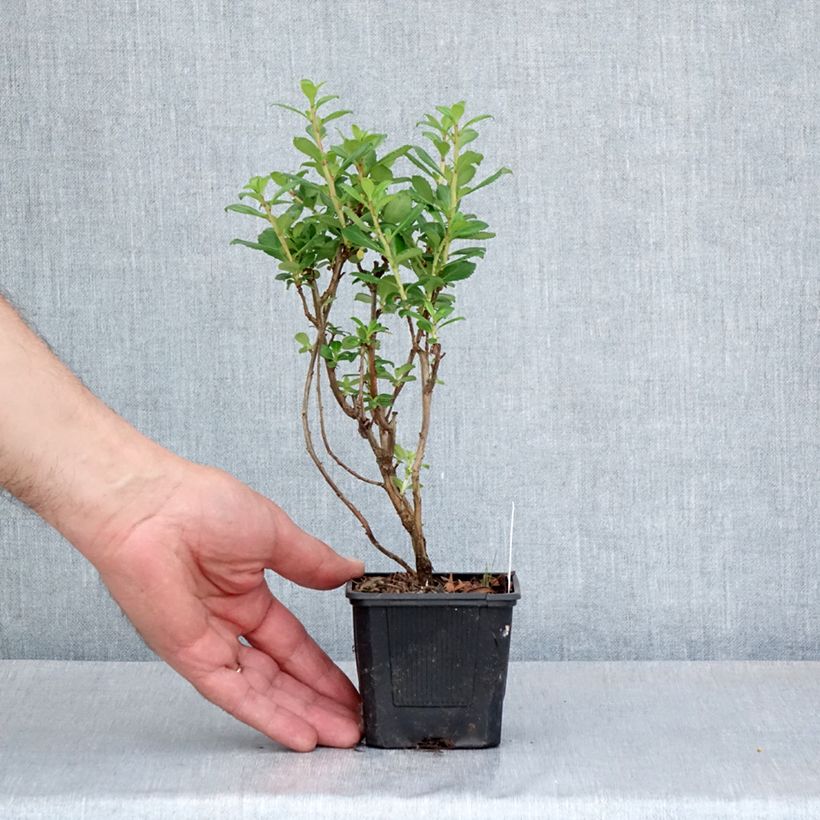 Escallonia Compacta Coccinea - Redclaws 8/9 cm pot sample as delivered in spring