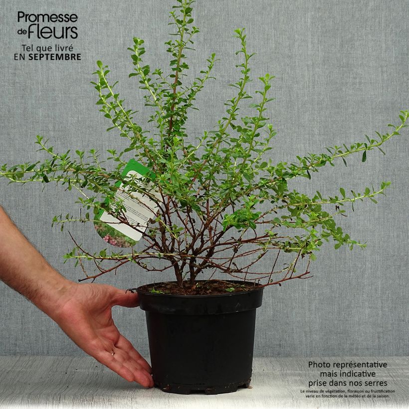 Escallonia Darts Rosy Red 2L/3L pot sample as delivered in autumn