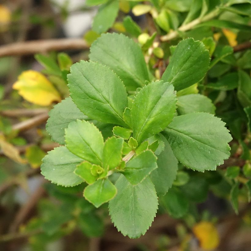 Escallonia Donard Seedling (Foliage)