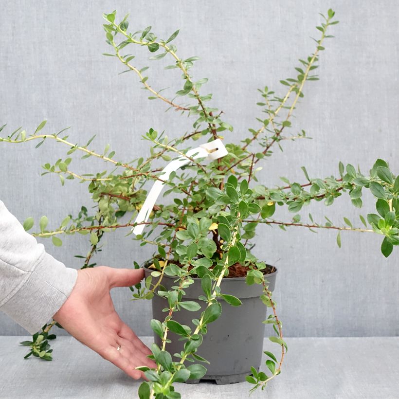 Escallonia Donard Star 3L/4L pot sample as delivered in autumn