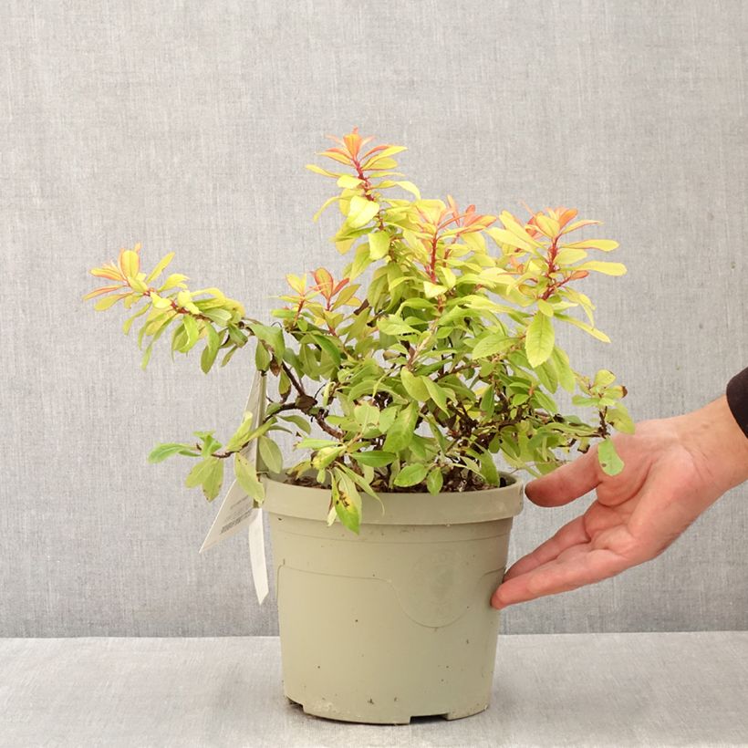 Escallonia Glowing Embers 3L/4L pot sample as delivered in autumn