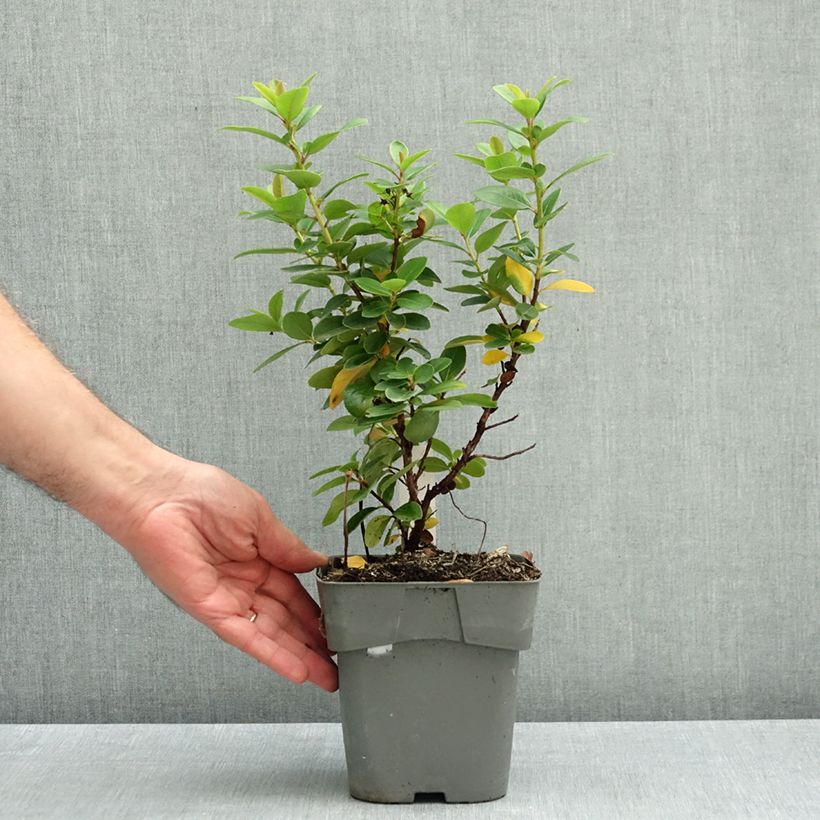 Escallonia laevis Pink Elle 1L/1.5L pot sample as delivered in autumn