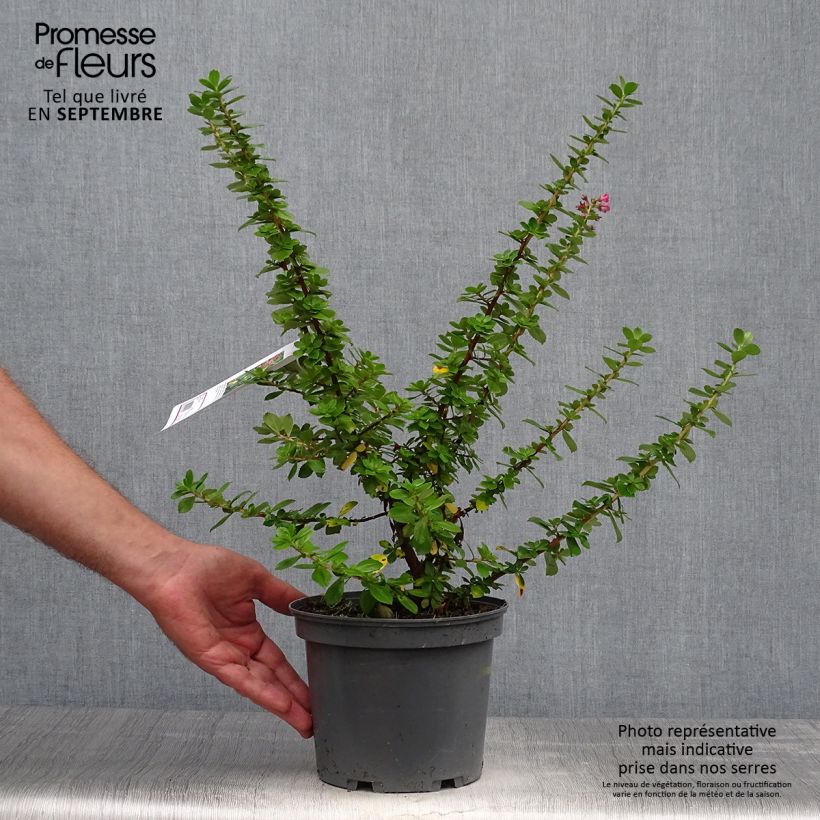Escallonia virgata Pride of Donard 2L/3L pot sample as delivered in autumn