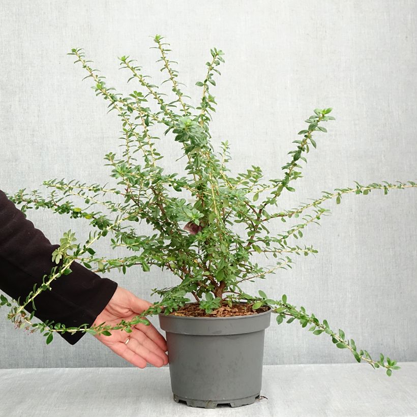 Escallonia Red Elf - Redclaws 3L/4L pot sample as delivered in autumn