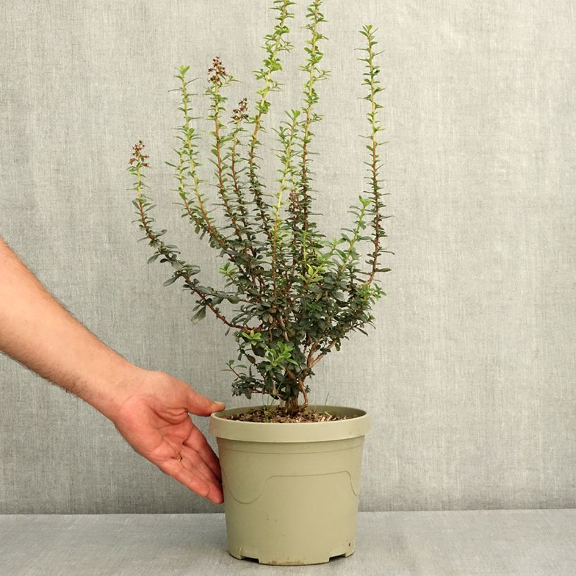 Escallonia rubra Red Tower - Redclaws 3L/4L pot sample as delivered in summer