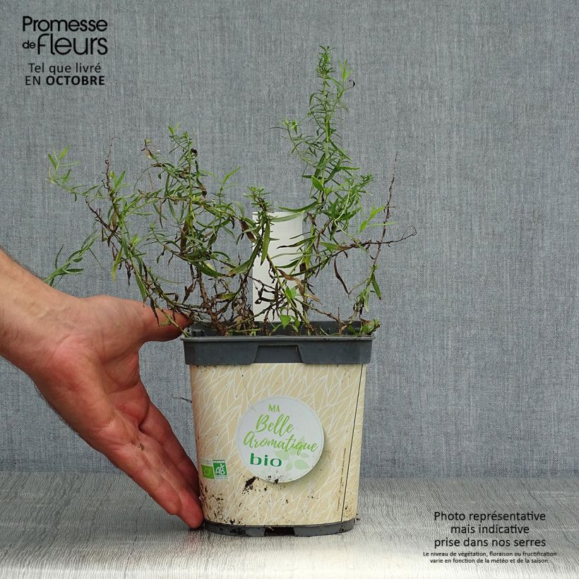 Organic True Tarragon plants - Artemisia dracunculus 1L/1.5L pot sample as delivered in autumn