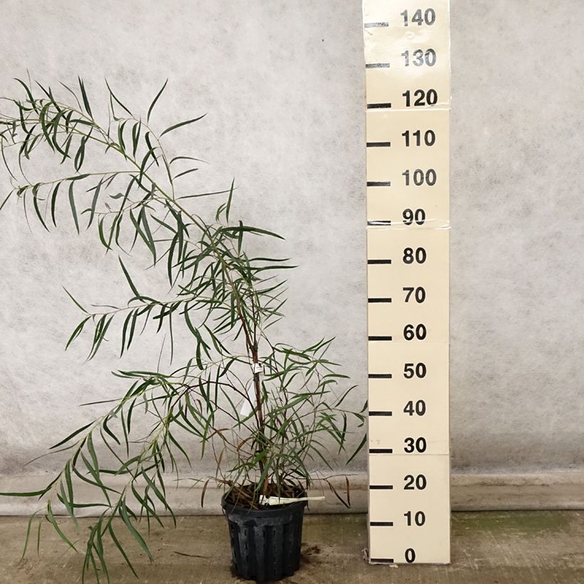 Eucalyptus apiculata 4L/5L pot sample as delivered in autumn