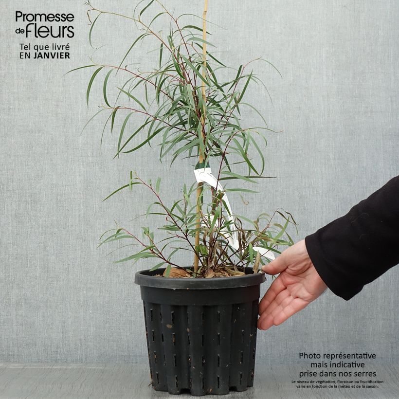 Eucalyptus approximans 4L/5L pot sample as delivered in winter