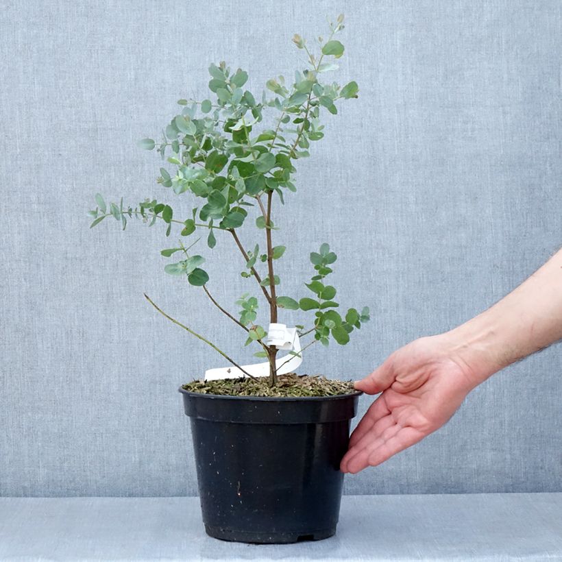 Eucalyptus archeri 4L/5L pot sample as delivered in spring