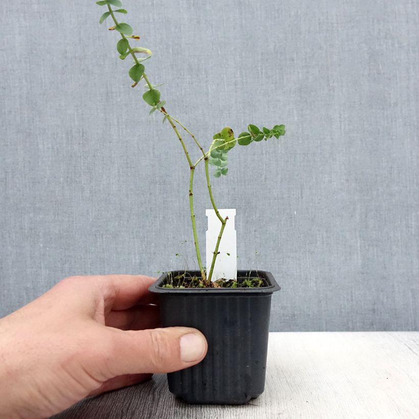 Eucalyptus pulverulenta Baby Blue (Little Boy Blue) 8/9 cm pot sample as delivered in spring