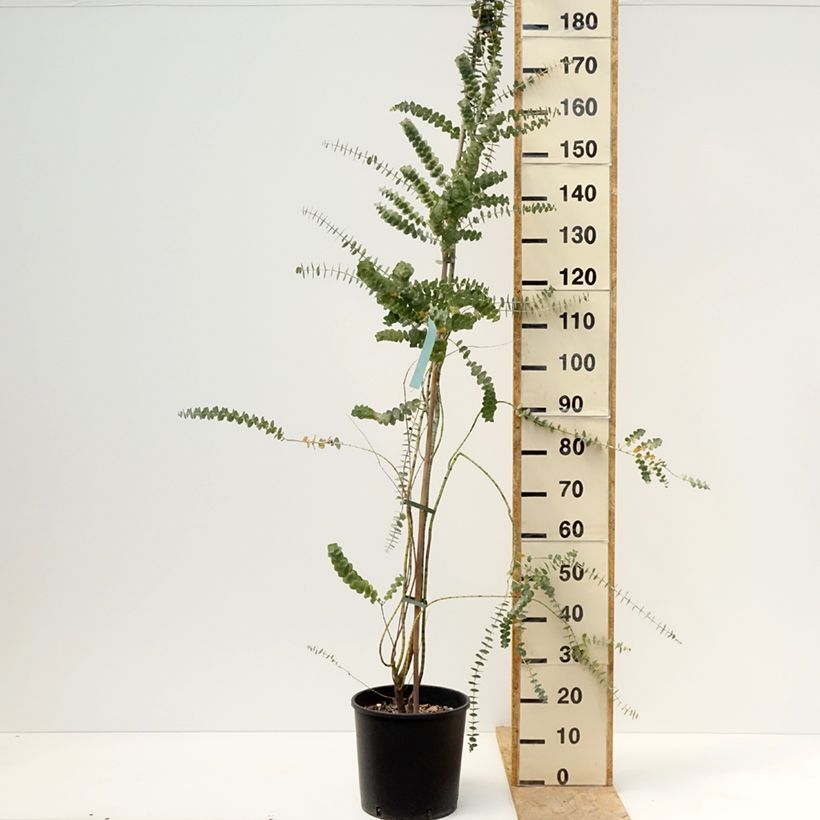 Eucalyptus pulverulenta Baby Blue (Little Boy Blue) 7.5L/10L pot sample as delivered in spring