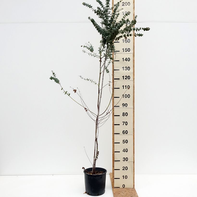 Eucalyptus pulverulenta Baby Blue (Little Boy Blue) 7.5L/10L pot sample as delivered in autumn
