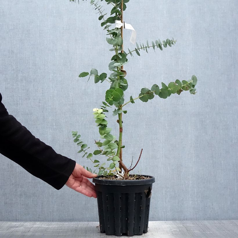 Eucalyptus bridgesiana 4L/5L pot sample as delivered in spring