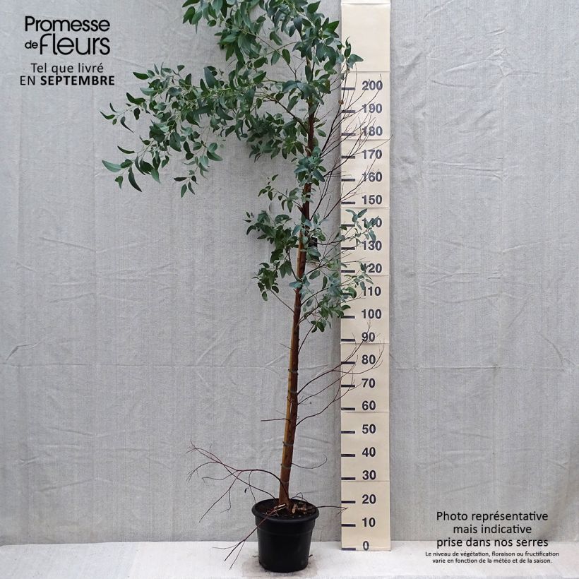 Eucalyptus camaldulensis Rostrata 7.5L/10L pot sample as delivered in autumn