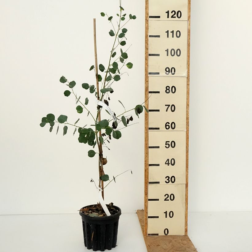 Eucalyptus camphora subsp camphora 4L/5L pot sample as delivered in autumn