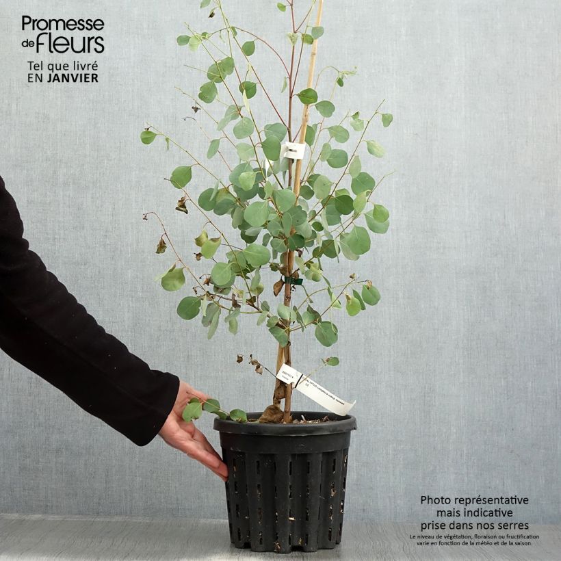 Example of Eucalyptus camphora subsp humeana 4L/5L pot as you get in hiver