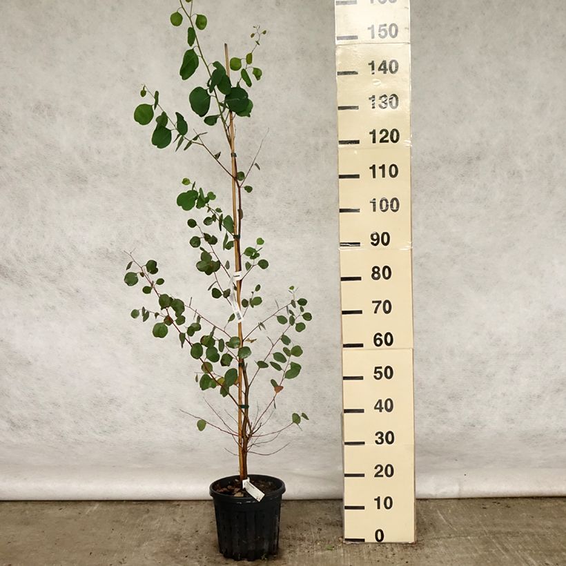 Eucalyptus camphora subsp humeana 4L/5L pot sample as delivered in spring