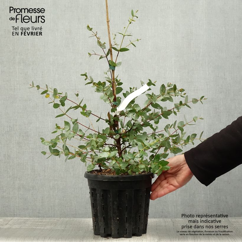 Eucalyptus coccifera 4L/5L pot sample as delivered in winter