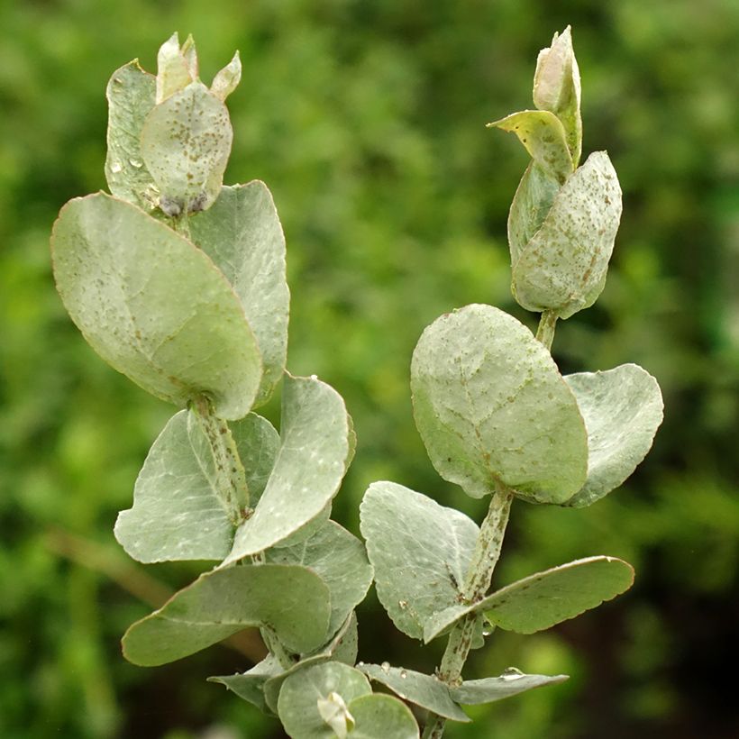 Eucalyptus cordata subsp quadrangulosa (Foliage)