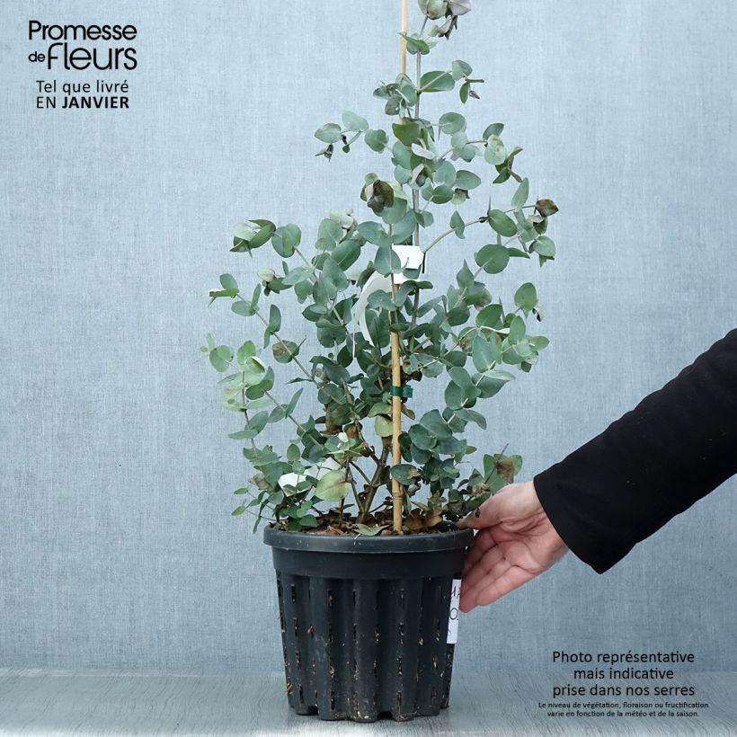 Eucalyptus cordata subsp quadrangulosa 4L/5L pot sample as delivered in winter