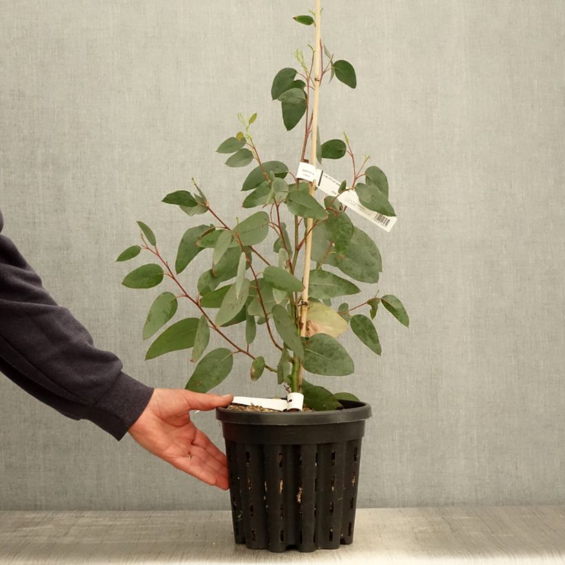 Eucalyptus delegatensis subsp. tasmaniensis 4L/5L pot sample as delivered in spring