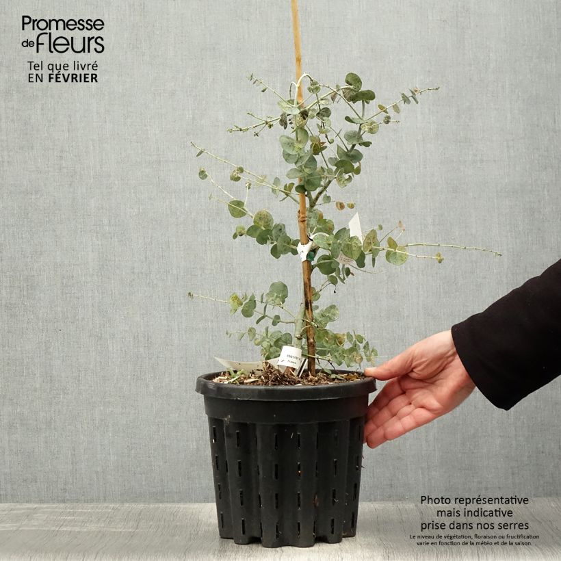 Eucalyptus glaucescens Guthega 4L/5L pot sample as delivered in winter