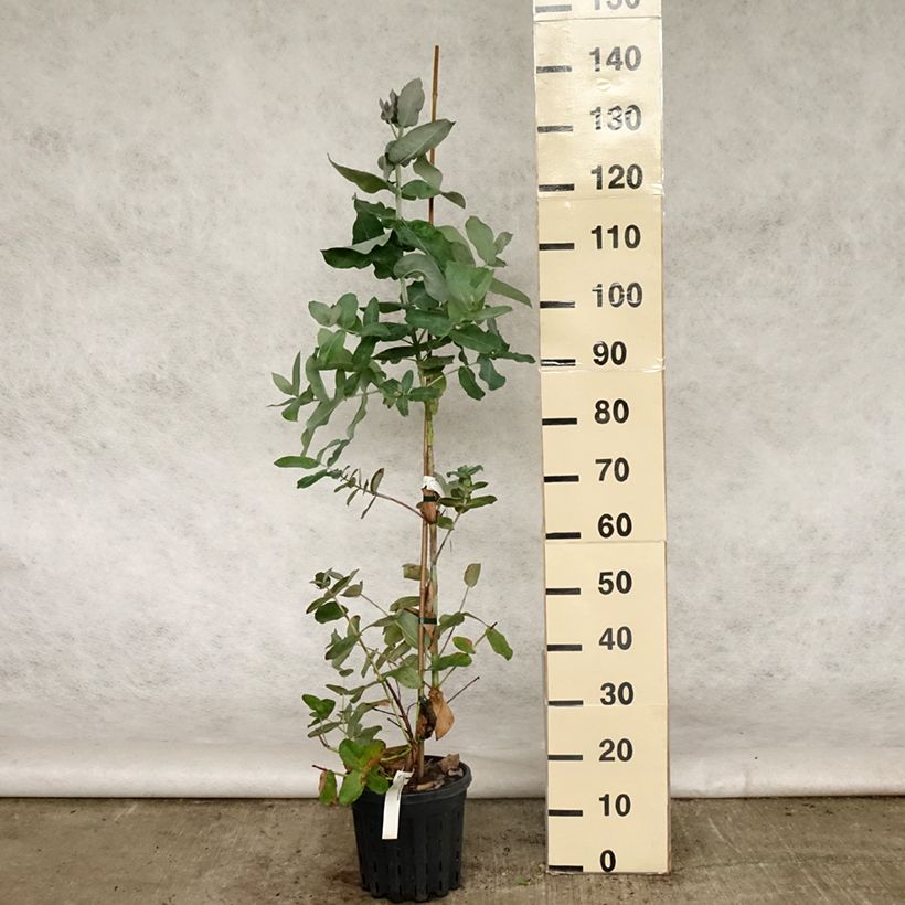Eucalyptus globulus subsp bicostata 4L/5L pot sample as delivered in spring