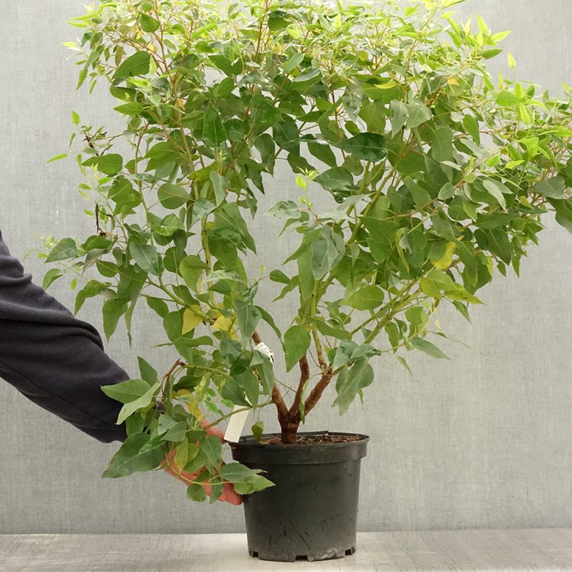 Eucalyptus gomphocephala Kaduri-KKL 6L/7L pot sample as delivered in summer