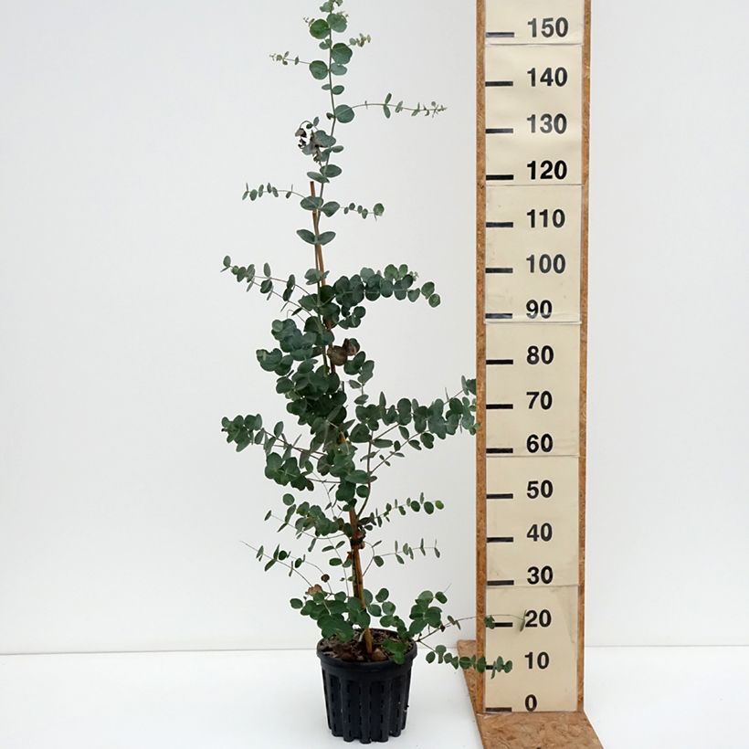 Eucalyptus goniocalyx Dwarf form 4L/5L pot sample as delivered in autumn