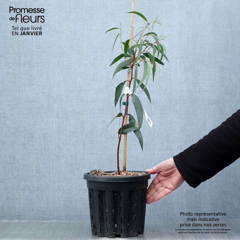 Eucalyptus gregsoniana 3L/4L pot sample as delivered in winter