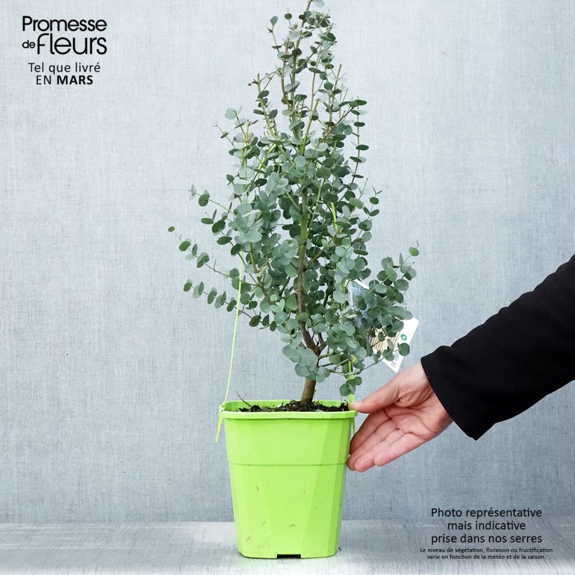 Eucalyptus gunnii Azura 3L/4L pot sample as delivered in spring